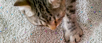 Micho Aktif Karbonlu Topaklanan Kedi Kumu Aktif Karbonlu Topaklanan Kedi Kumu Temizmama Com
