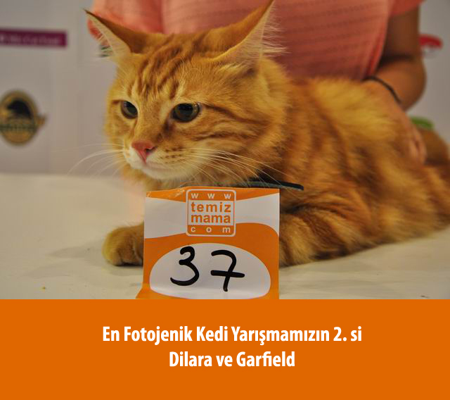 temizmama kedi kumu