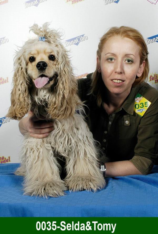 kurda benzeyen köpek
