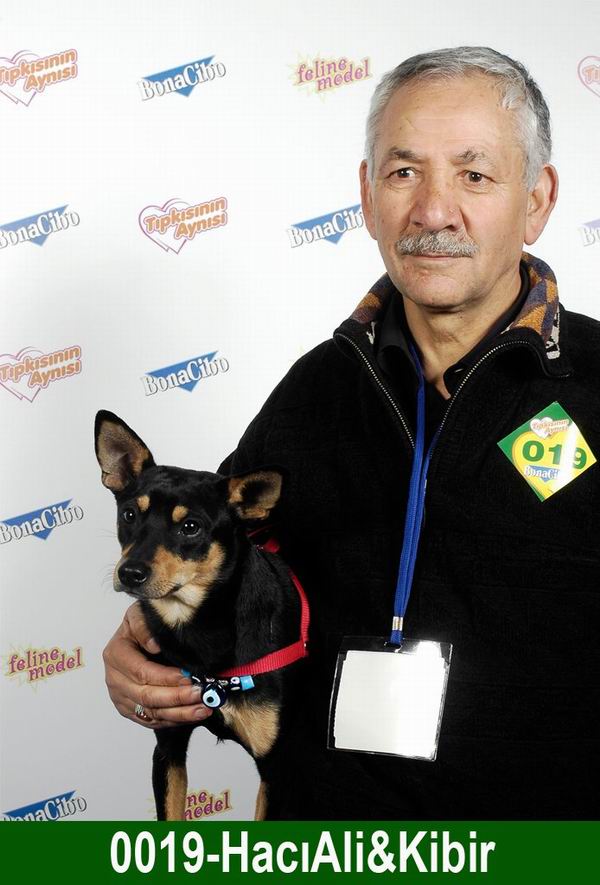 ayıya benzeyen köpek