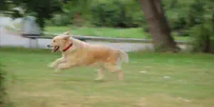 Glucosamin ve Chondroitin nedir? Köpeklere faydası nedir? Glucosamin ve Chondroitin nedir? Köpeklere faydası nedir?