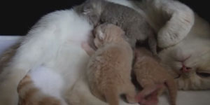 Hamile ve emzirme dönemindeki kedilerde hangi mama kullanılmalıdır?