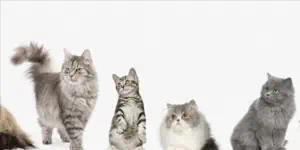 Uzun veya kısa tüylü kediler için farklı bir mama kullanılması gerekir mi?