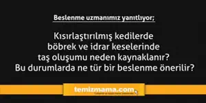 Kısırlaştırılmış kedilerde böbrek ve idrar keselerinde taş oluşumu neden kaynaklanır? Bu durumda ne tür bir beslenme önerilir?