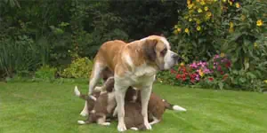 Hamile ve emzirme dönemindeki köpeklerde hangi mama kullanılmalıdır?