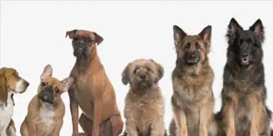 Uzun veya kısa tüylü köpekler için farklı bir mama kullanılması gerekir mi?