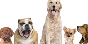 Farklı kedi-köpek ırkları için özel mamalar kullanılmalı mı? Farklı kedi-köpek ırkları için özel mamalar kullanılmalı mı?